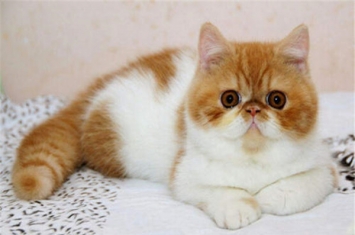 世界上最长寿的猫叫什么 路西（整整活了39年堪称奇迹）