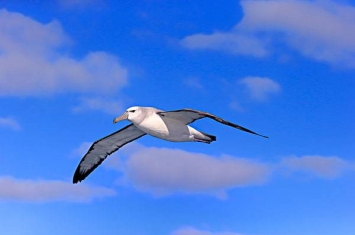 世界上飞行能力最强的鸟 信天翁（能长时间翱翔海洋上空）
