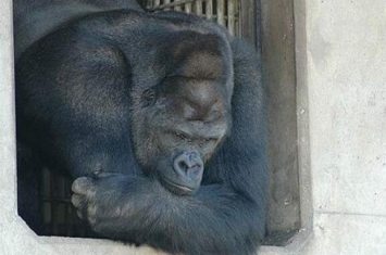 世界最帅大猩猩来自哪里 日本东山动物园黑猩猩沙巴尼