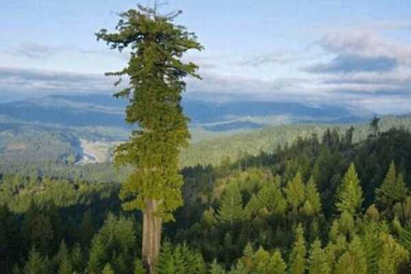世界上最高的树竟有156米 相当于一栋50层大厦的高度