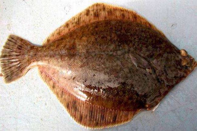 为什么红比拉鱼被称为危险动物?短短几分钟撕碎一头牛