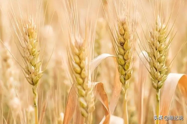 西亚人最早开始种植小麦和大麦,小麦进化历史