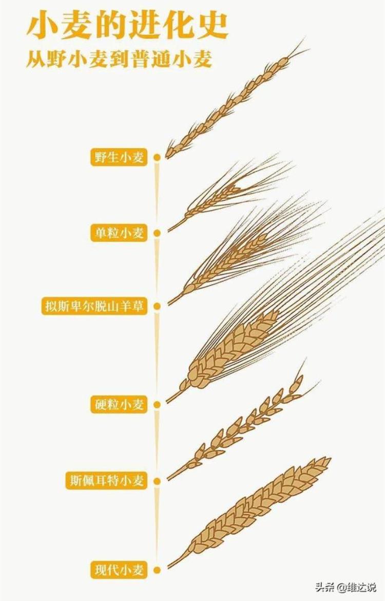 西亚人最早开始种植小麦和大麦,小麦进化历史
