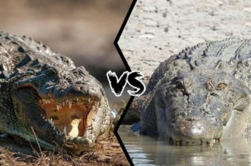 湾鳄vs尼罗鳄谁更厉害,尼罗鳄pk湾鳄