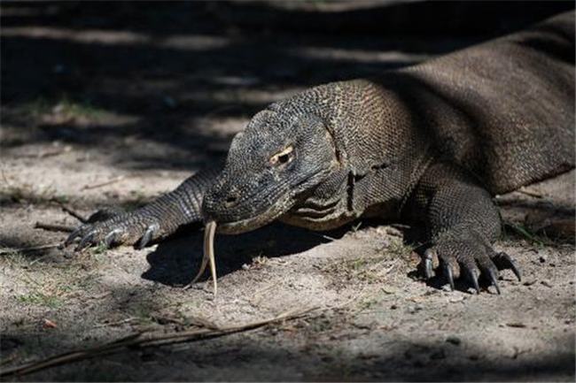 世界上最厉害的蜥蜴 巨蜥（来自印度尼西亚岛屿）