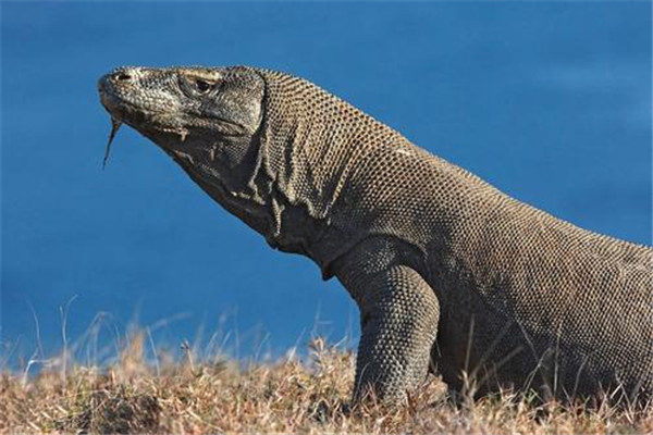 世界上最厉害的蜥蜴 巨蜥（来自印度尼西亚岛屿）