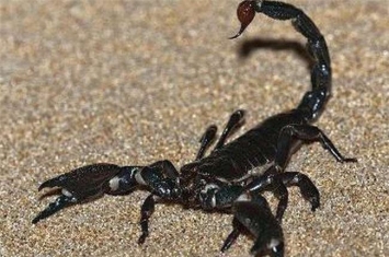 世界上体型最大的蝎子 体长有八英寸双钳和纽扣一样