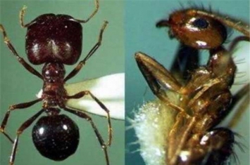 世界上最大的食人蚁 非洲食人蚁（个头很大吃东西很杂）