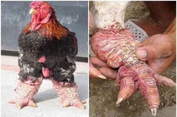 世界上最大的鸡爪 东涛鸡的爪子（来自越南的鸡）