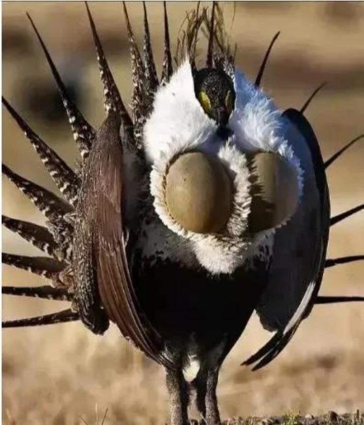 世界上胸最大的鸟你见过吗而且还是雄性的,体型最大的鸟是什么
