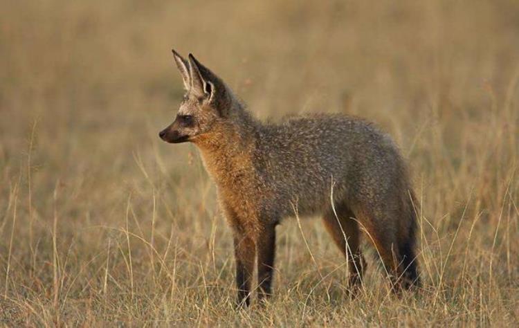 大耳狐是什么动物,大耳狐动物世界