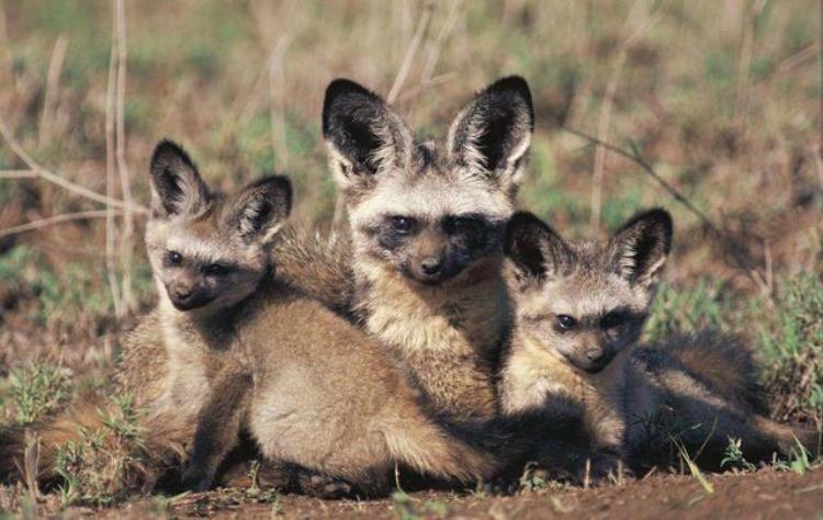 大耳狐是什么动物,大耳狐动物世界