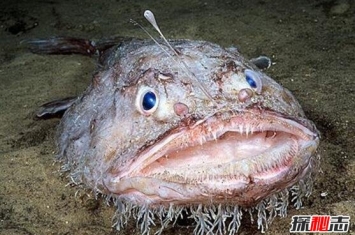 世界上最丑的鱼 鮟鱇鱼很丑但是很美味(内脏可壮阳)