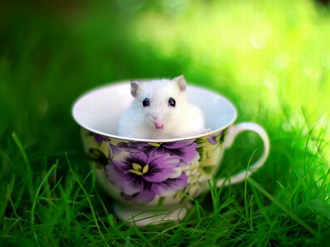 为什么用小白鼠做实验?小白鼠做实验的原因有哪些
