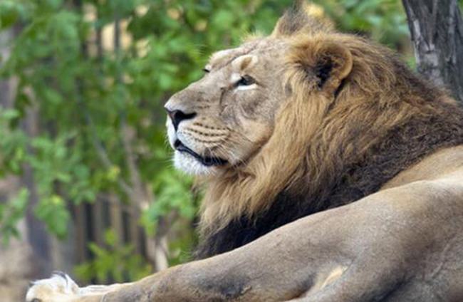 狮子是什么动物类型 它被称为是森林的百兽之王