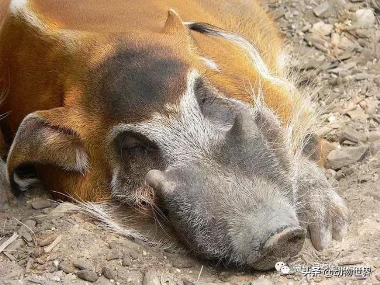 动物世界中的17种猪肯定有一些你闻所未闻的动物,体型最大的种猪