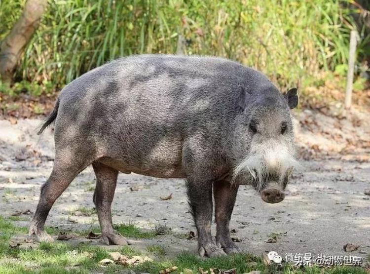 动物世界中的17种猪肯定有一些你闻所未闻的动物,体型最大的种猪