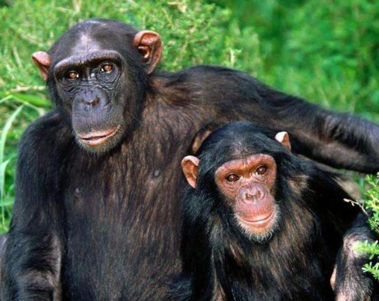 黑猩猩可能进化成高智商吗,伤齿龙能变成智慧生物吗