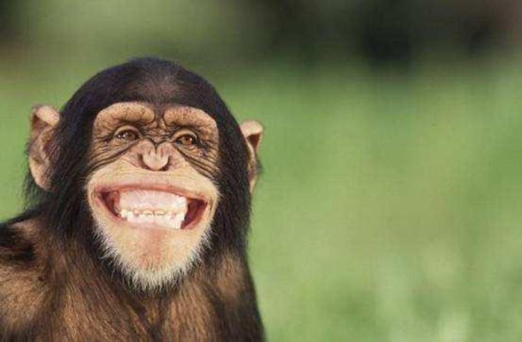 黑猩猩可能进化成高智商吗,伤齿龙能变成智慧生物吗