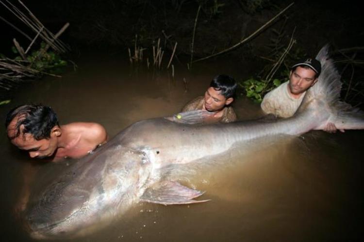 印度食人鲶鱼,印度的巨型水怪