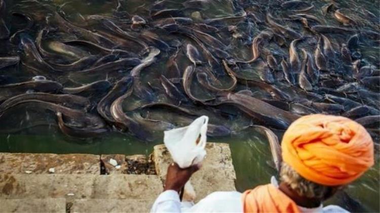 印度食人鲶鱼,印度的巨型水怪