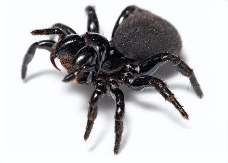 世界上最毒的五种蜘蛛,世界上最毒的蜘蛛有哪十种