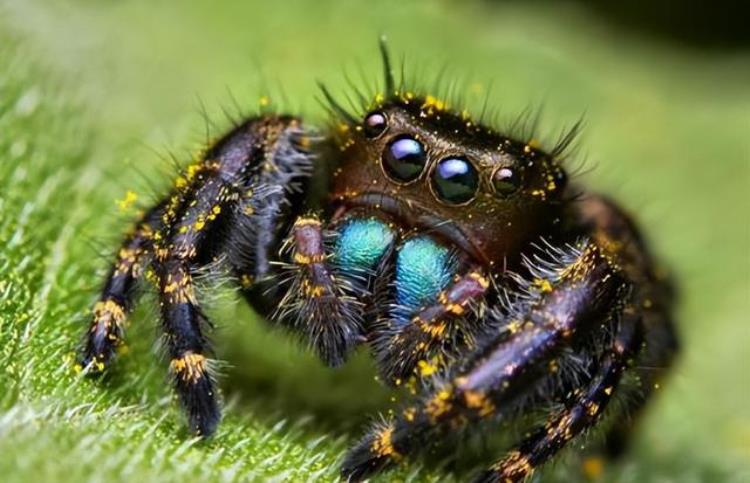 世界上最毒的五种蜘蛛,世界上最毒的蜘蛛有哪十种