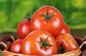 怎么判断西红柿坏了 可通过外观手感和味道等方面观察