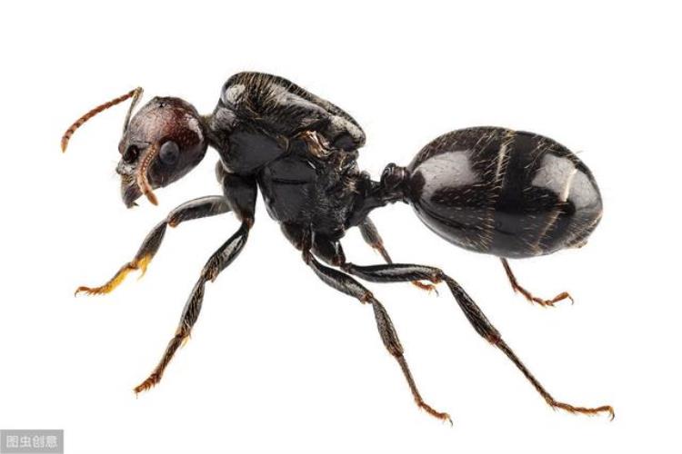 蚂蚁会危害蔬菜吗,蚂蚁影响种菜