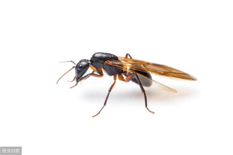 蚂蚁会危害蔬菜吗,蚂蚁影响种菜