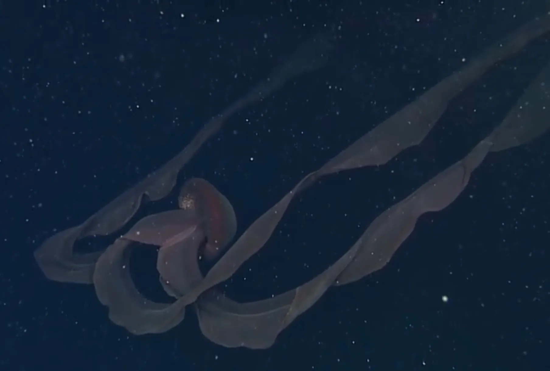 能吓死人的深海恐惧图,五张看完令人毛骨悚然的大海照片