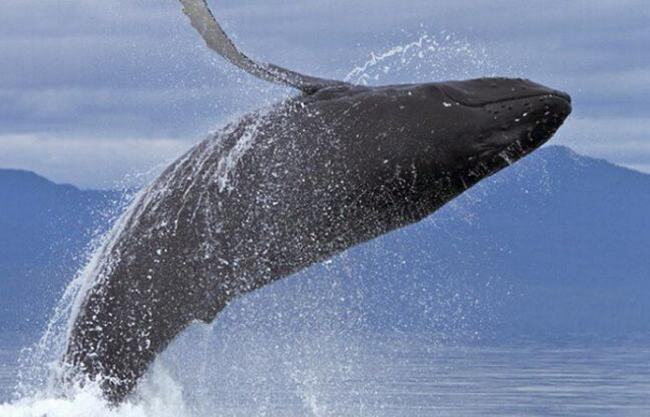 虎鲸为什么打不过座头鲸 座头鲸为什么老和虎鲸对着干