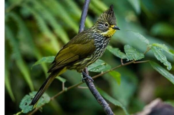 纵纹绿鹎：头顶冠羽，以植物为食(不迁徙的留鸟)