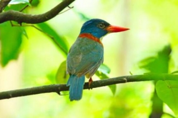 中国有几种翡翠鸟，白领翡翠、白胸翡翠、赤翡翠和蓝翡翠