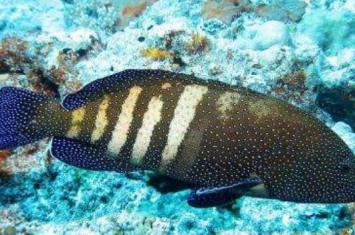 斑点九棘鲈：漂亮且美味的中型石斑鱼（体色会不断变化）