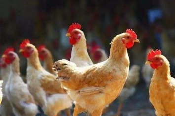 三黄鸡是什么鸡 营养价值很高的土鸡（肉质鲜美营养高）