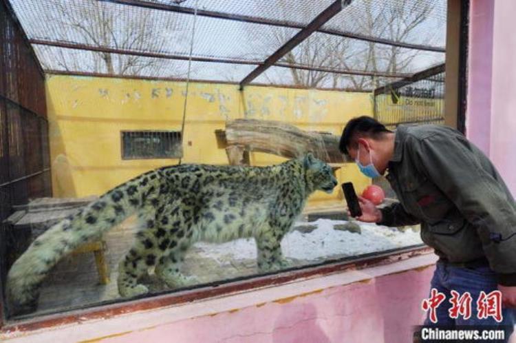 西藏三岁小孩被豹子叼走,最罕见的雪豹
