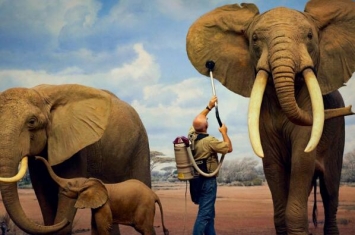 大象为什么会有大耳朵：通过耳朵进行散热(生存进化的结果)