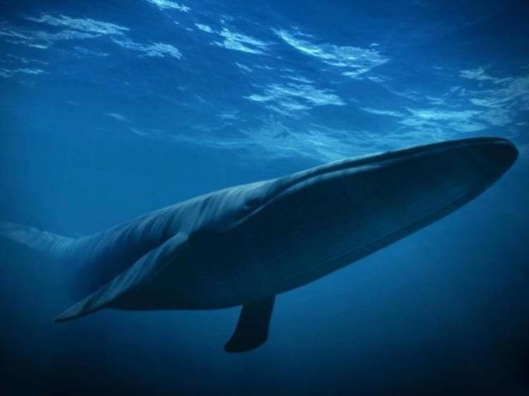蓝鲸是目前世界上最大的动物,最大的蓝鲸体长30多米,世界上最大的蓝鲸大约多少米