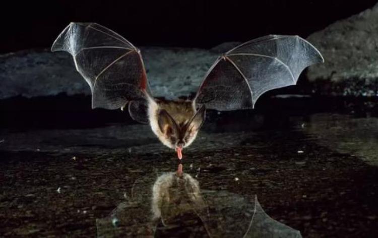 刚刚宣布罪魁祸首可能是蝙蝠蝙蝠为何能在体内藏这么多致命病毒