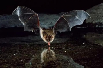 刚刚宣布罪魁祸首可能是蝙蝠蝙蝠为何能在体内藏这么多致命病毒