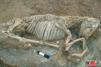 秦始皇祖母陵惊现一物 确认为已灭绝新物种遗骸