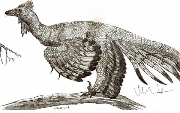 喙嘴龙：最早的翼龙（体长60厘米/生活在侏罗纪中晚期）