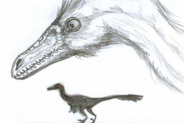泰坦巨龙恐龙:迪亚曼蒂纳龙 身长16米(诞生于白垩纪)
