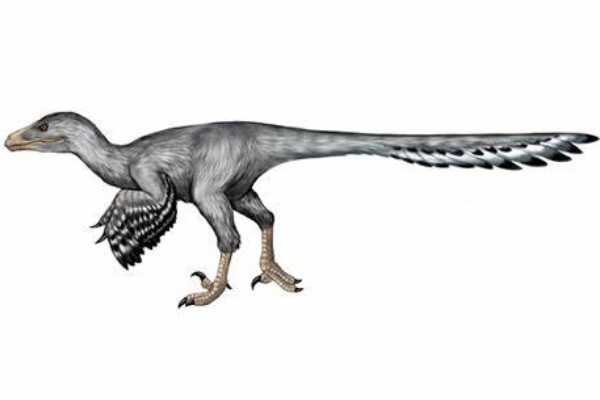 泰坦巨龙恐龙:迪亚曼蒂纳龙 身长16米(诞生于白垩纪)