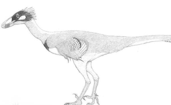 蜥鸟龙：亚洲小型食肉恐龙（长3.5米/长的像鸟视力佳）