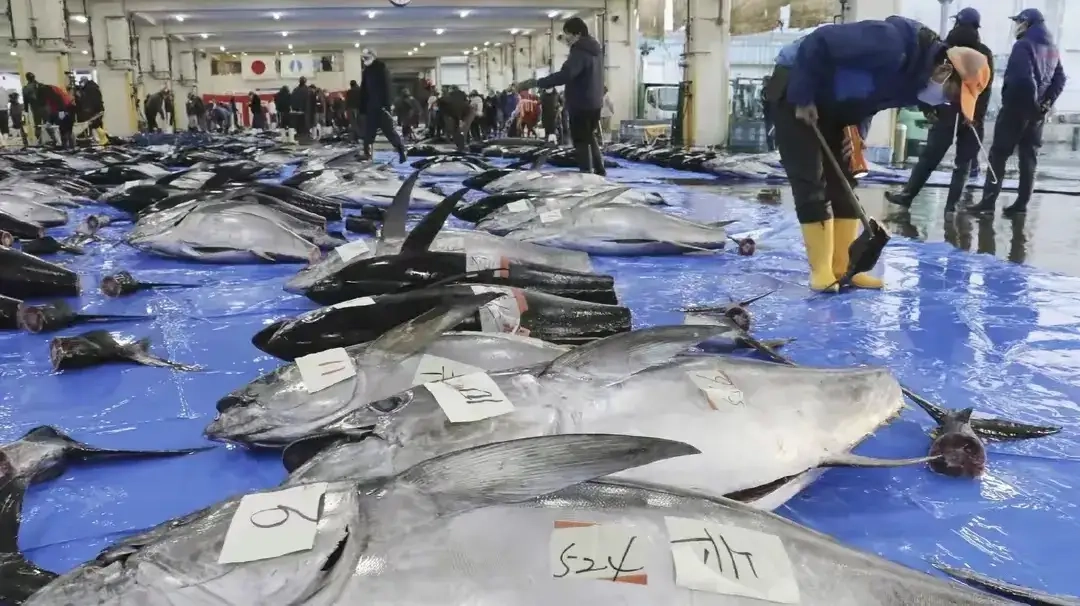欧盟取消日本海产品进口限制，欧盟民众无辜躺枪: 我招谁惹谁了？