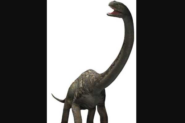 白垩纪中型恐龙：福井盗龙 日本出土的唯一一种食肉恐龙