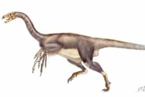 小型兽脚类恐龙：美扭椎龙 体长5-7米/诞生于1亿6千万年