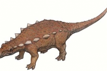 德克萨斯龙：美国小型食草恐龙（长3米/距今9900万年前）
